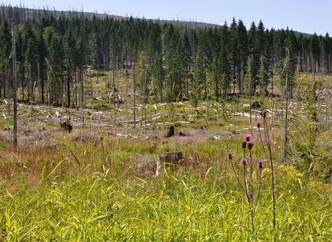 Damaged environment - forest destroyed by bark beetle