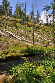 Damaged environment - forest destroyed by bark beetle