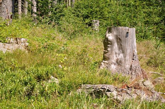 Old dry tree stump in green grass in forest