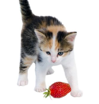 little tabby gay kitten cat with blue eyes and red strawberry isolated on white background