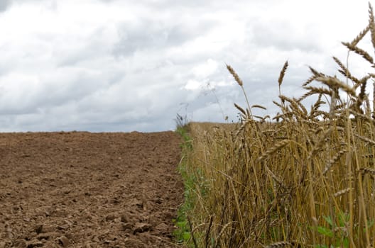 ripe wheat grow near harvested plowed agricultural field soil.