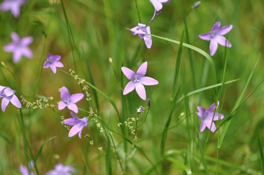 Meadow flowers on a green background with shining sun