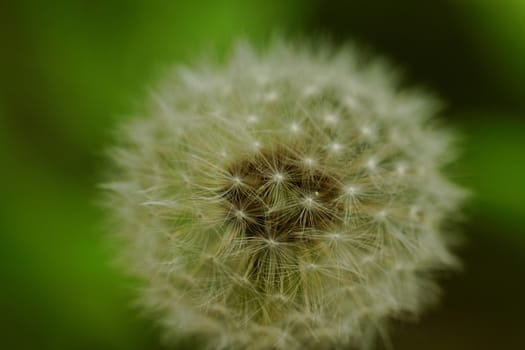 close-up of a dandelion flower