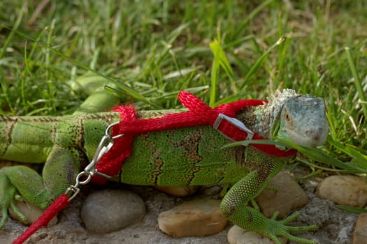 green iguana on a red leash