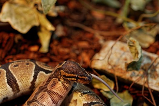 ball python eating one white mouse
