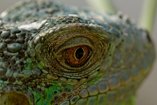 macro of a fantastic green iguana head
