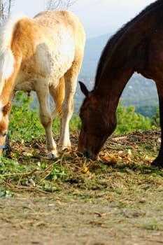 horses in the paddock