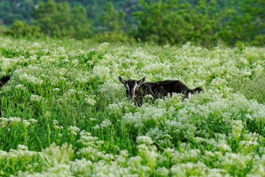 Goats grazing in the meadow