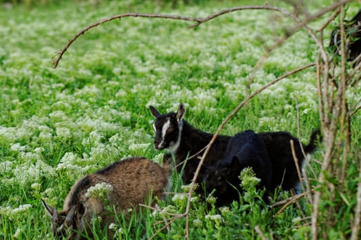 Goats grazing in the meadow