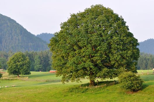 View of a beautiful summer landscape in Czech Switzerland
