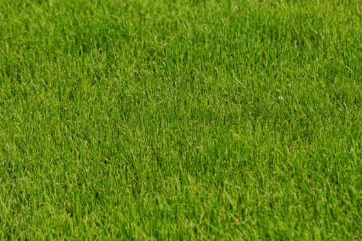 grass texture as background