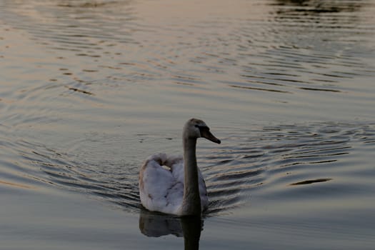 Lonely swan swimming by the rising sun