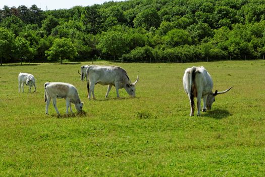 Ruminant Hungarian gray cattle bull on grass