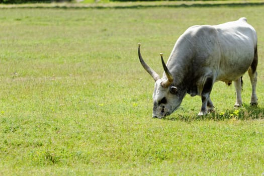 Ruminant Hungarian gray cattle bull on grass