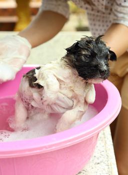 puppy dog in bath tub with hand washing its fur