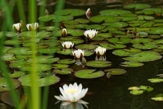 water lily on the small Lake