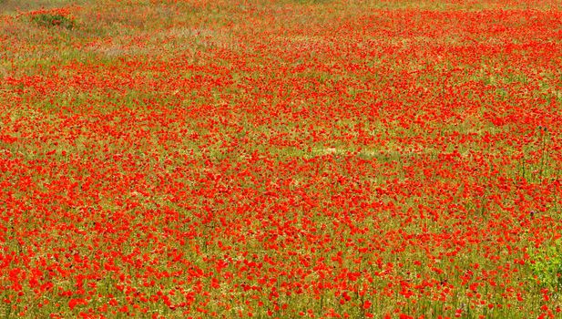 Huge red colored poppy field