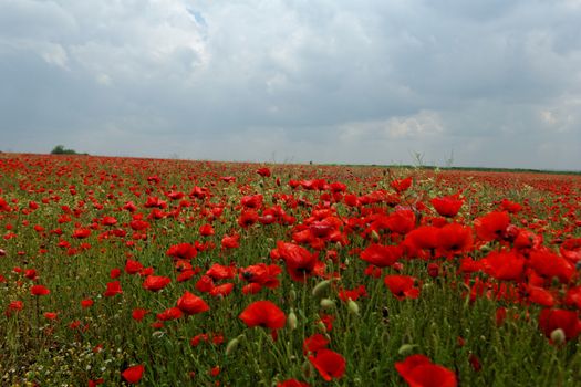 Huge red colored poppy field