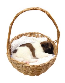 little puppy dog sleeping in basket on white background