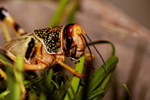 one locust eating the grass in the nature