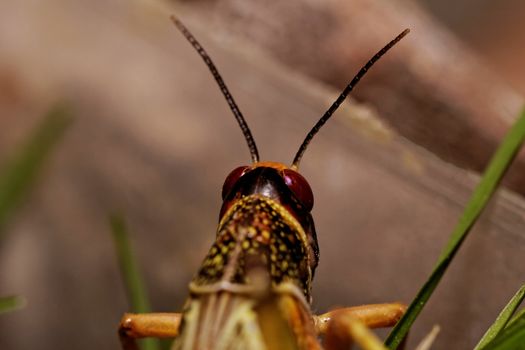 one locust eating the grass in the nature