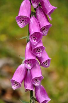 Beautiful pink foxglove with blurred forest green background