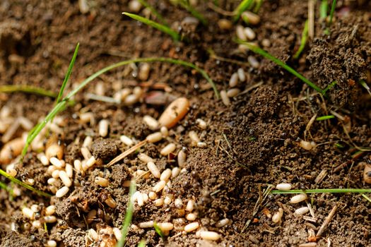 in the anthill moving ants the eggs