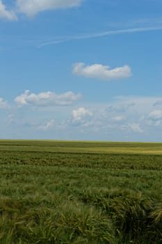 green wheat field under the blue cloudy sky