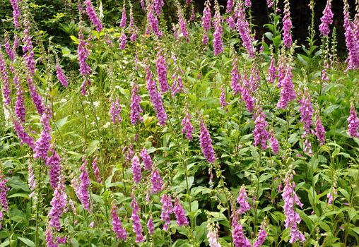 Beautiful pink foxglove with blurred forest green background