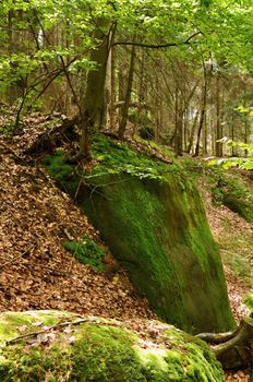 Tree growing on a rock covered with moss