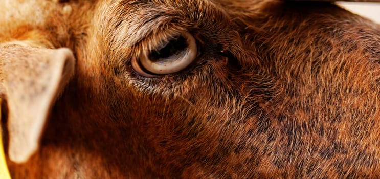 close up picture about yellow goats eye