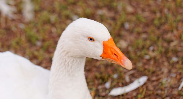 White geese with blue eyes, in farm