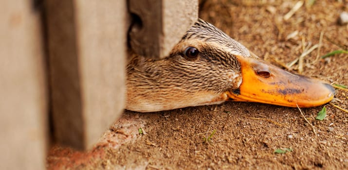 Domestic duck with brown eyes on a farm