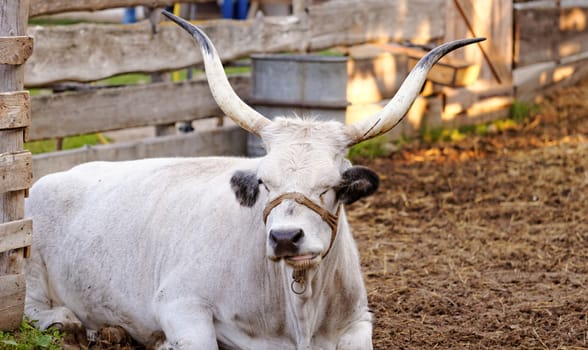 Ruminant Hungarian gray cattle bull in the corral