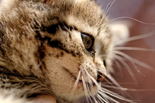 close up on a kittens face portrait