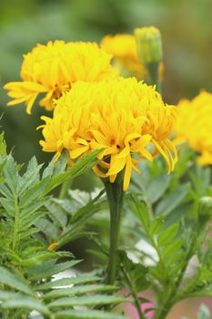 marigold flowers in the garden