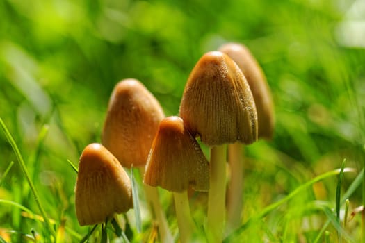 Mushroom growing in the grass