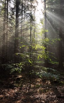 Rays of sun in the fog in the forest