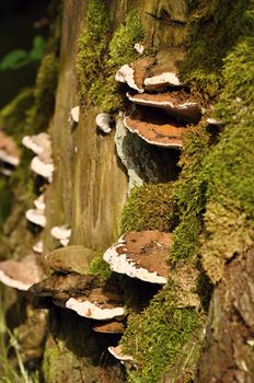 Polypore on a stump with a green moss