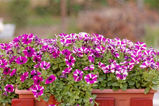 the purple white petunia, on balkony box