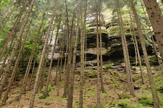 Forests, rocks and plants in the beautiful Czech Switzerland