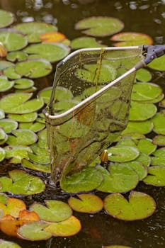 fish landing nets in the lake with plants