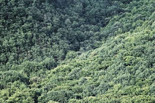 aerial view of a huge green forest