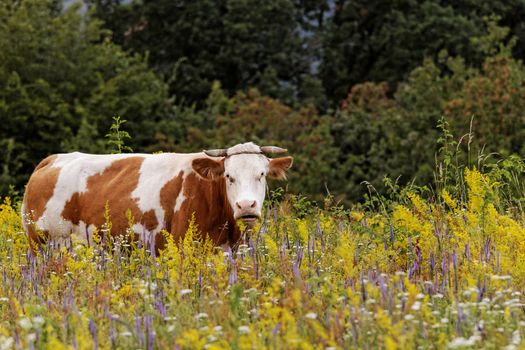 motley cow graze in a field (free range)