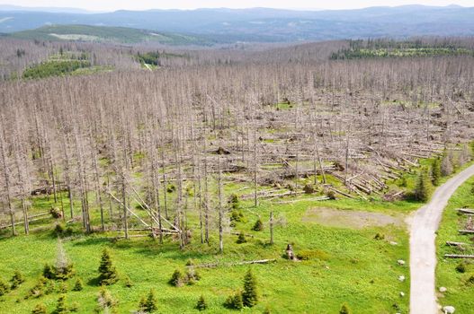 Damaged environment - forest destroyed by bark beetle