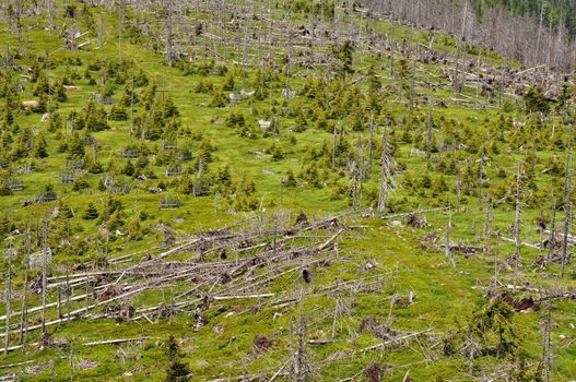 Damaged environment - forest destroyed by bark beetle and hurricane