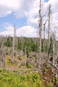 Damaged environment - forest destroyed by bark beetle