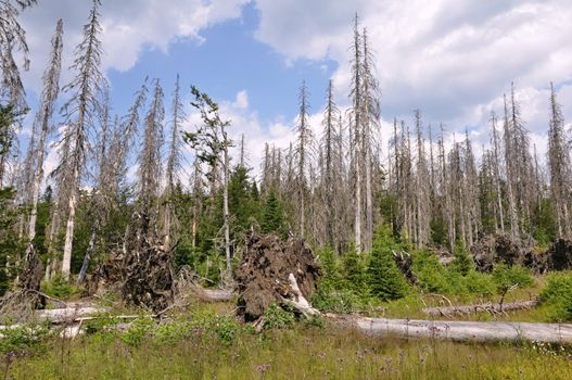 Damaged environment - forest destroyed by bark beetle