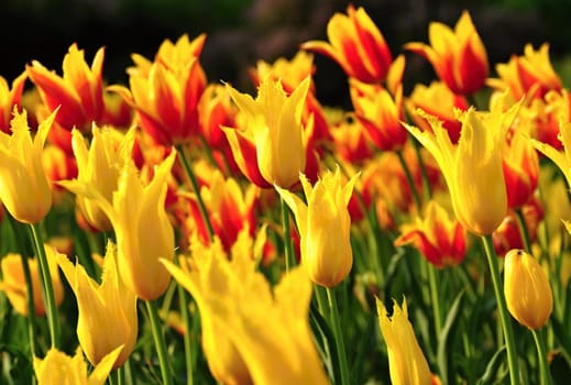 Field of yellow and red tulips blooming at sunset