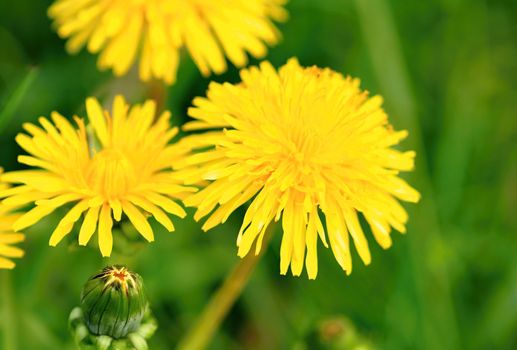 The field of beautiful small flowering yellow dandelions